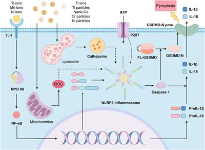 The role and mechanism of inflammatory response to growing rod implantation in early onset scoliosis